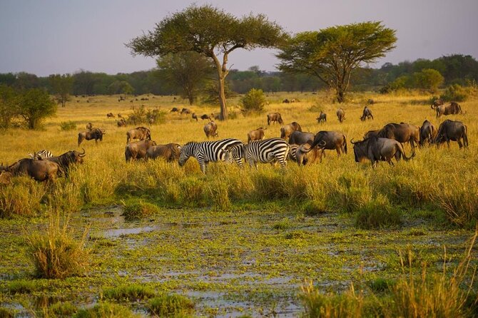 3 Days Tour of Great Migration and Masai Mara River Crossing - Inclusions and Amenities