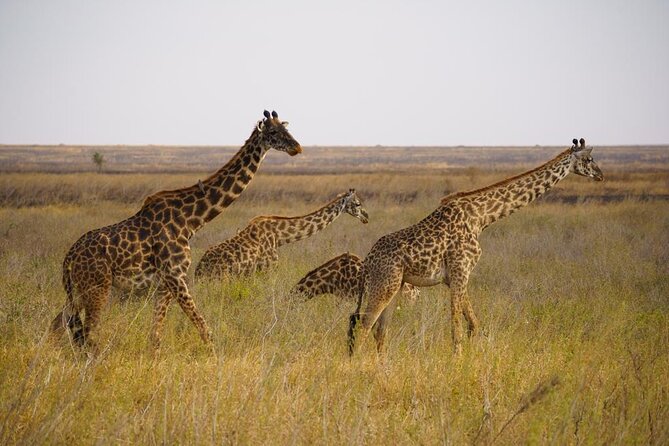 3 Days Tour of Great Migration and Masai Mara River Crossing - Pickup and Meeting Details
