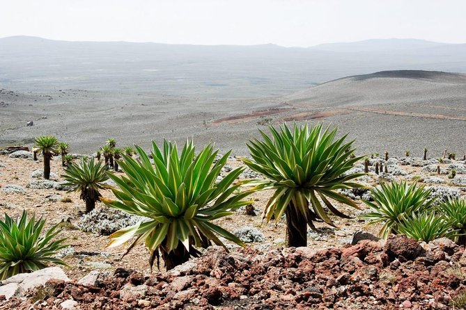 3 Days Trekking at Bale Mountains - Good To Know