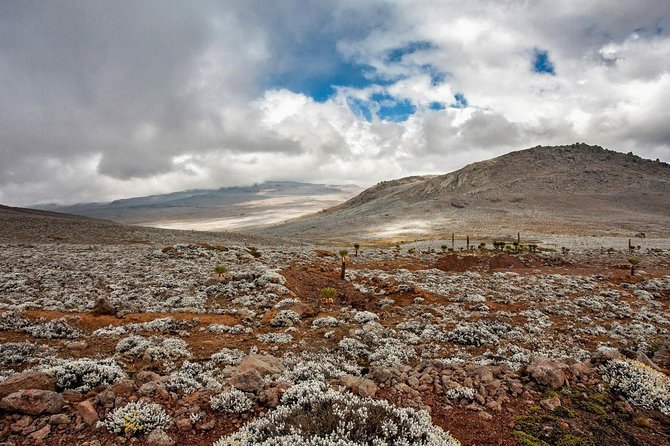 3 Days Trekking at Bale Mountains - Day 2: Explore the Mountains