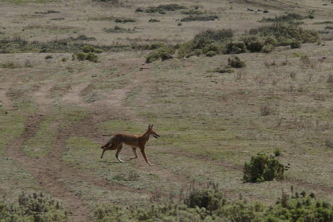 3 Days Trekking at Bale Mountains - Wildlife and Nature Sightings