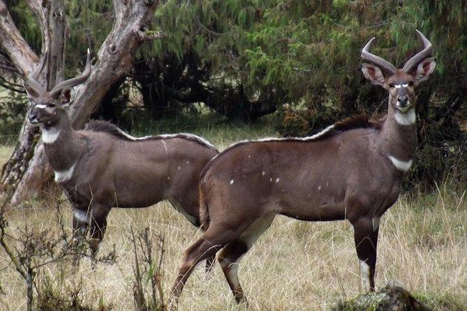 3 Days Trekking at Bale Mountains - Local Guides and Cultural Experiences