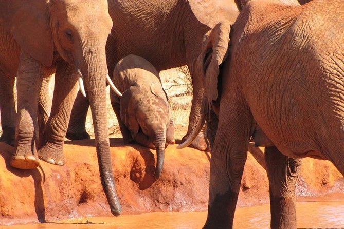 3 Days Tsavo East & Amboseli (2 Nights) - Safari Experience