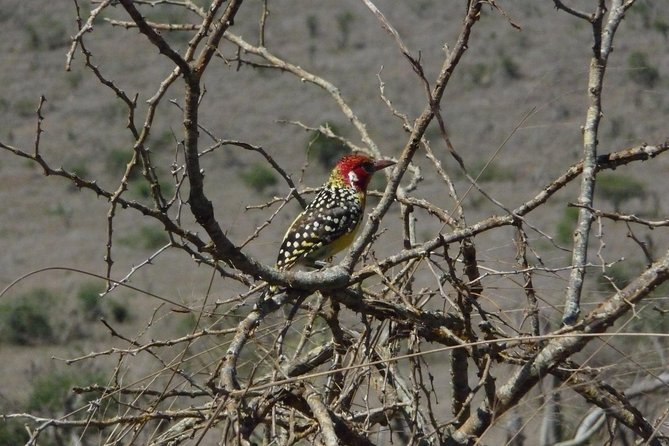 3 Days Tsavo East &Lumo Wildlife Sanctuary (Minimum 2 Persons) - Pickup Information