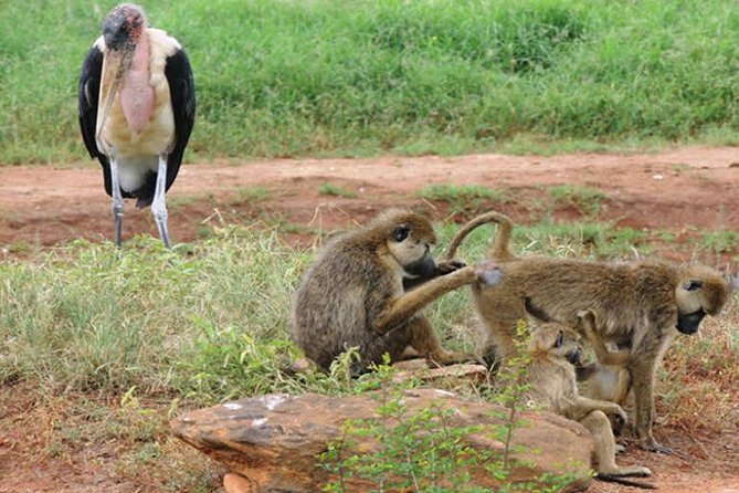 3 Days Tsavo East &Lumo Wildlife Sanctuary (Minimum 2 Persons) - What To Expect