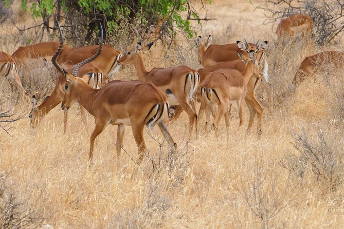 3 Days Tsavo East &Lumo Wildlife Sanctuary (Minimum 2 Persons) - Booking and Availability