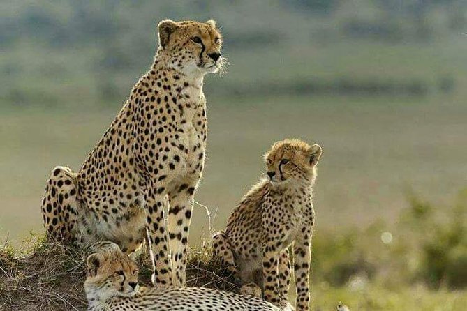 3 Days Tsavo West (Ziwani) & Amboseli (Kilimanjaro) Adventure - Accommodations Included