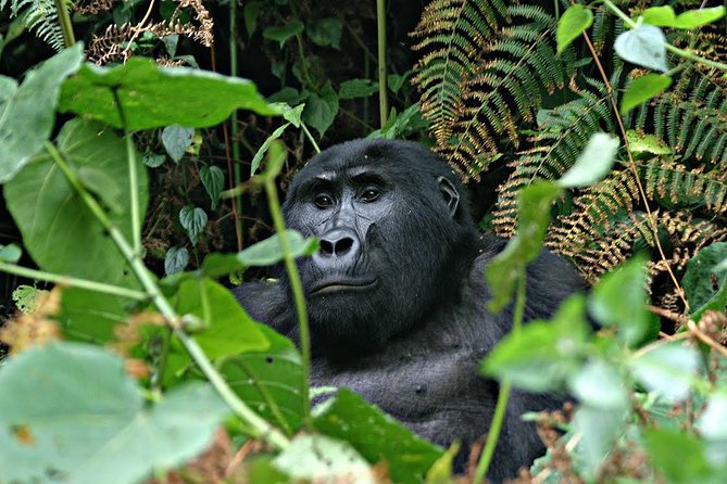 3 Days Uganda Gorilla Safari Tour With Relaxation on Lake Bunyonyi - Gorilla Encounters