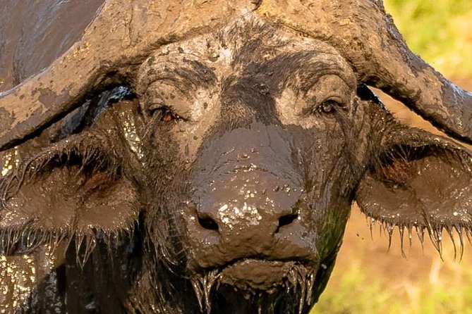 3 Days Wonderful Elephant Safari in Amboseli National Park, Kenya - Safety and Guidelines