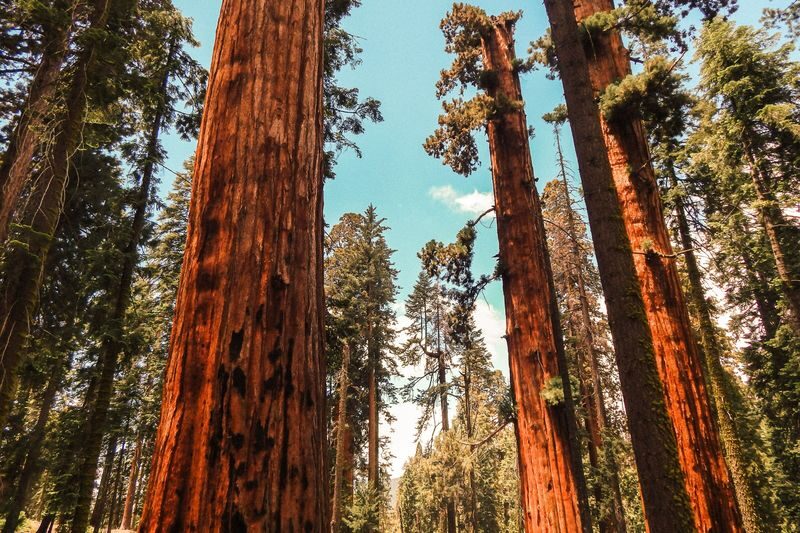 3 Days Yosemite Escape Camping Tour from San Francisco - Quick points before you book