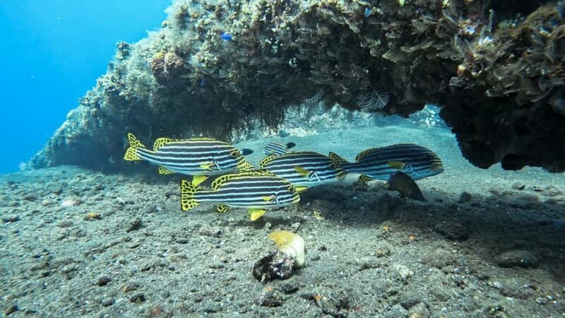 3 Fun Dive at Liberty Wreck & Kayak Adventure in Bali - The Sum Up: Who Will Love This Tour?