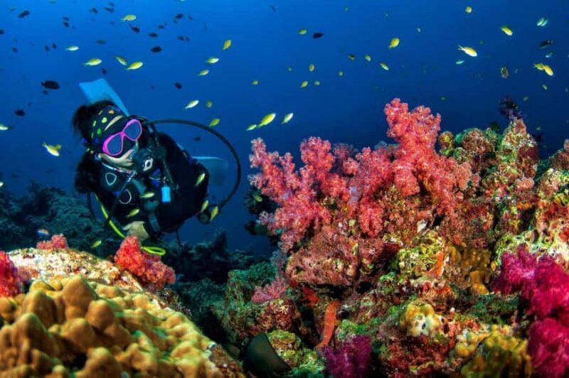 3 Fun Dives for Certified Diver Phi Phi islands &Shark Point - Who Should Book This Experience?