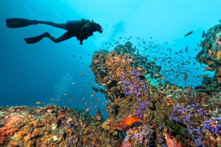 3 Fun Dives for Certified: Phi Phi Islands and Shark Point - Daily Itinerary Breakdown