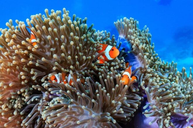 3 Fun Dives for Certified: Phi Phi Islands and Shark Point - What to Bring