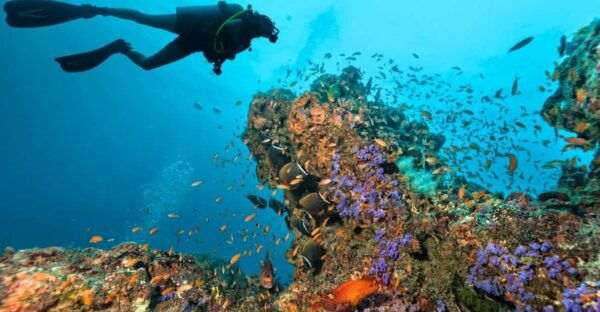 3 Fun Dives for Certified: Phi Phi Islands and Shark Point - Customer Feedback and Ratings