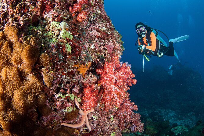 3 Fun Dives in Phi Phi islands for Certified Divers - Authentic Experiences from Reviewers