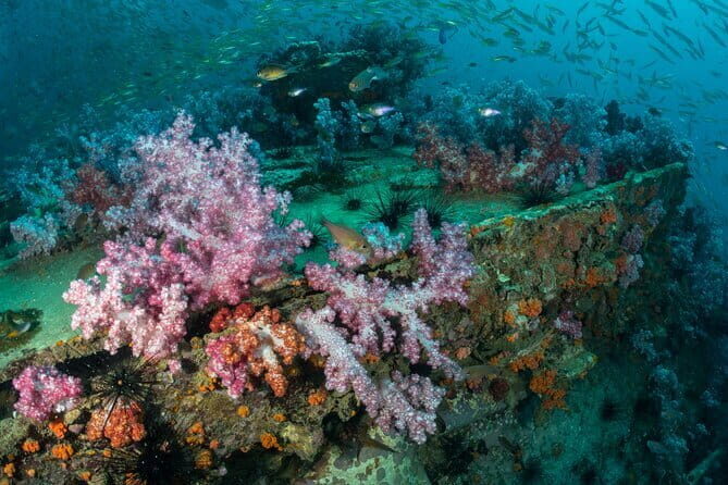 3 Fun Dives King Cruiser Wreck and Koh DokMai for Certified diver - What Makes This Tour Special?