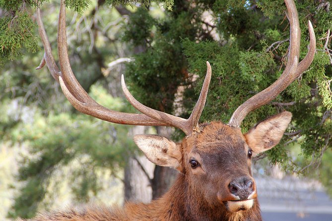 3 Hour Back-Road Safari to Grand Canyon With Entrance Gate By-Pass at 9:30 Am - Common Questions