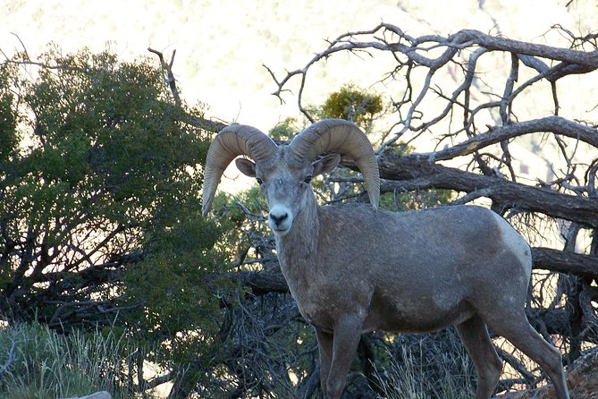 3 Hour Back-Road Safari to Grand Canyon With Entrance Gate By-Pass at 9:30 Am - The Sum Up