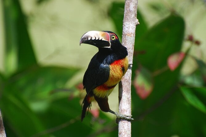 3-hour Belize Birdwatching Guided Tour - Bird Species to Spot