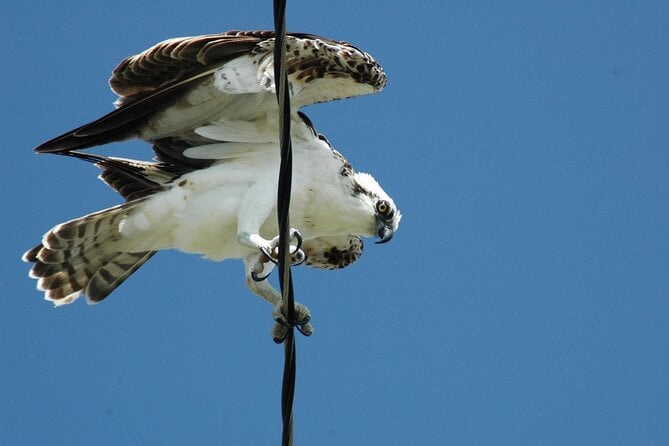 3-hour Belize Birdwatching Guided Tour - Expert Guide Details