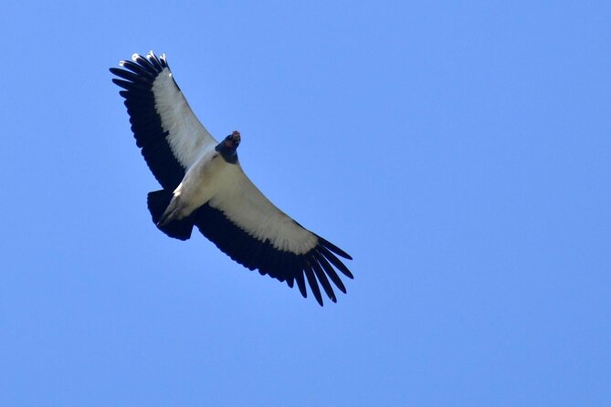 3-hour Belize Birdwatching Guided Tour - The Sum Up