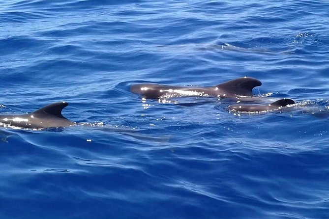 3-Hour Boat Trip From Costa Adeje in Tenerife - End Point and Return
