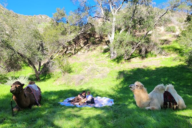 3 Hour Camel Trek Into the Forest and Ranch in California - Activity Overview