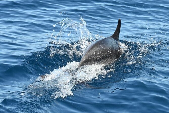 3-Hour Cetacean Watching and Snorkeling Tour in Tenerife - Traveler Photos and Reviews