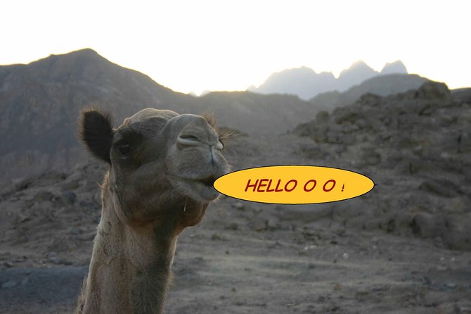 3-Hour Desert Safari Quad Bike and Camel Ride - Inclusions and Exclusions