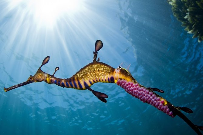 3 Hour Dolphin and Seal Swim (Nov-Apr) - Additional Information
