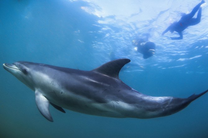 3 Hour Dolphin and Seal Swim (Nov-Apr) - Swim With Seals and Dolphins