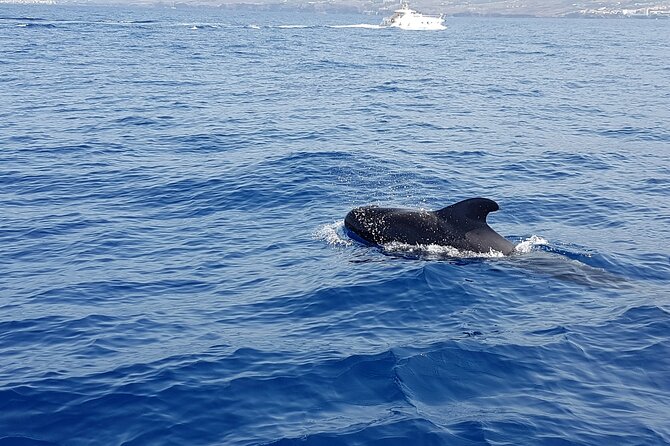 3-Hour Excursion to Puerto Colón Adeje to See Whales - Price and Booking Details