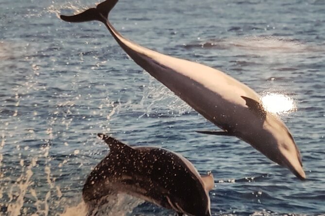 3-Hour Excursion to Puerto Colón Adeje to See Whales - The Sum Up