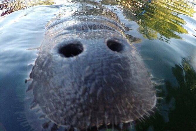 3 Hour Guided Manatee Snorkel - Good To Know
