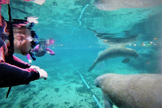 3 Hour Guided Manatee Snorkel - The Experience: What to Expect on Your Manatee Snorkel Tour