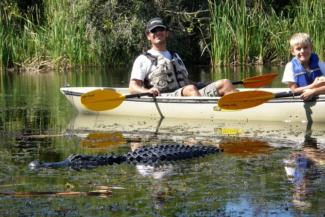 3 Hour Guided Mangrove Tunnel Kayak Eco Tour - Tour Overview and Experience