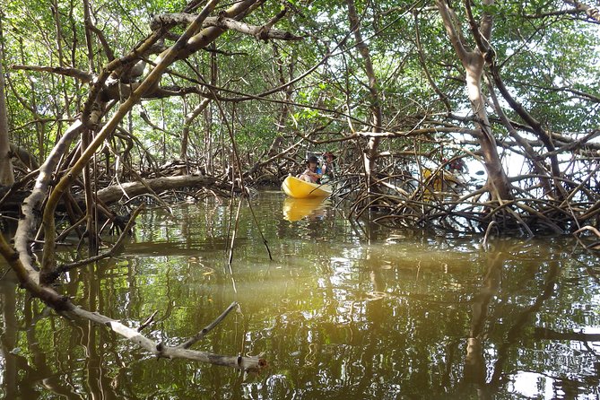 3 Hour Guided Mangrove Tunnel Kayak Eco Tour - The Sum Up