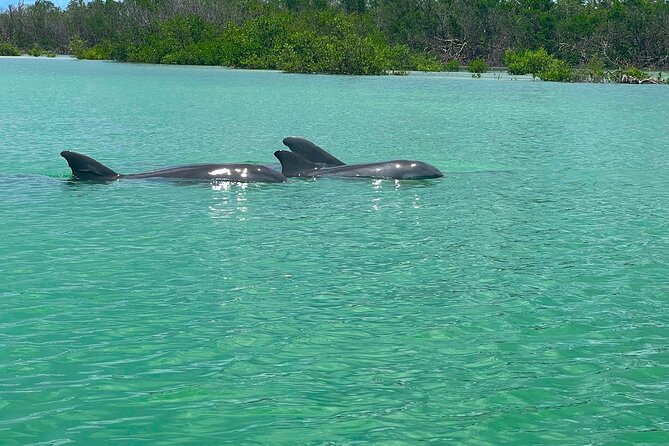 3 Hour Hobie Kayak Adventure In Bonita Springs - Common Questions