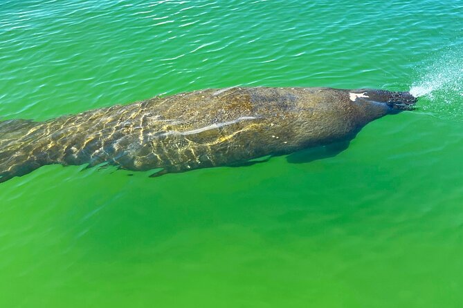 3 Hour Hobie Kayak Adventure In Bonita Springs - The Sum Up