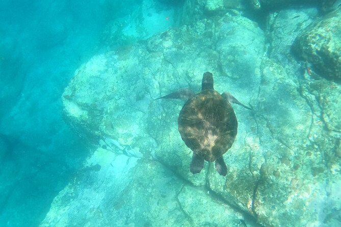 3 Hour Kayak and Snorkeling Experience in Tenerife - Medical Conditions and Weight Limitations