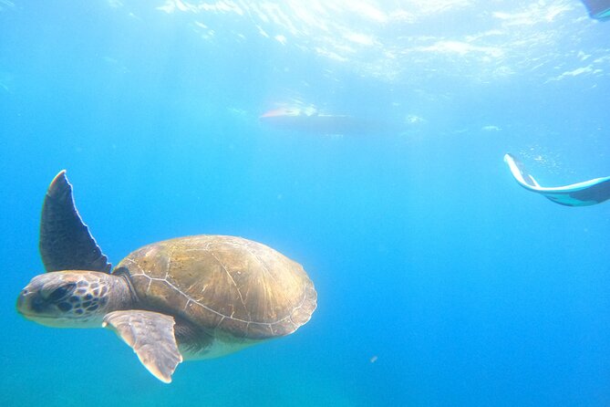 3 Hour Kayak and Snorkeling Experience in Tenerife - Directions for the Kayak and Snorkeling Experience