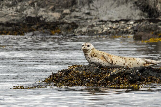 3 Hour Kayaking Tours from Friday Harbor - An In-Depth Look at the 3-Hour Kayaking Experience
