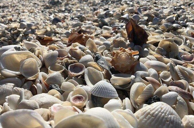 3 Hour Keewaydin Island Shelling Adventure - Discovering Keewaydin Island and The Ten Thousand Islands