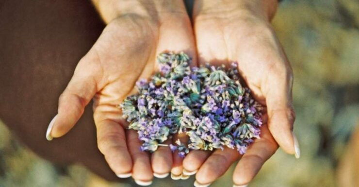 3-Hour Lavender Tour From Hvar - Tour Itinerary