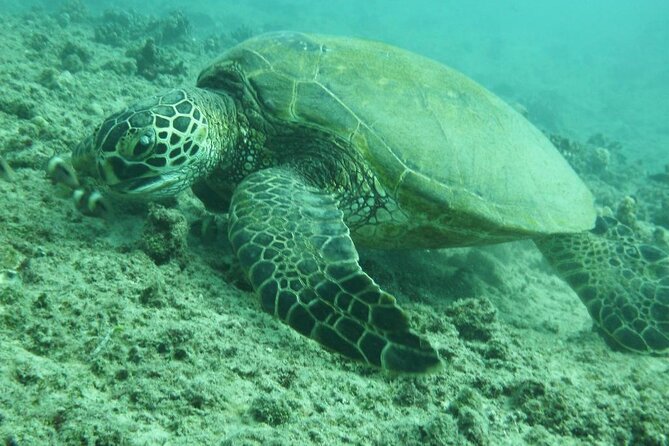 3 Hour Maalaea Luxury Snorkel Cruise Tour Exclusive to 6 Guests - Common Questions