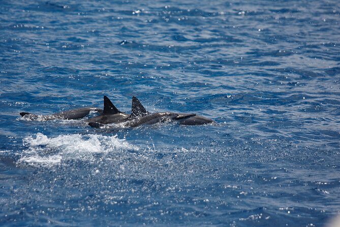 3 Hour Maalaea Luxury Snorkel Cruise Tour Exclusive to 6 Guests - The Sum Up