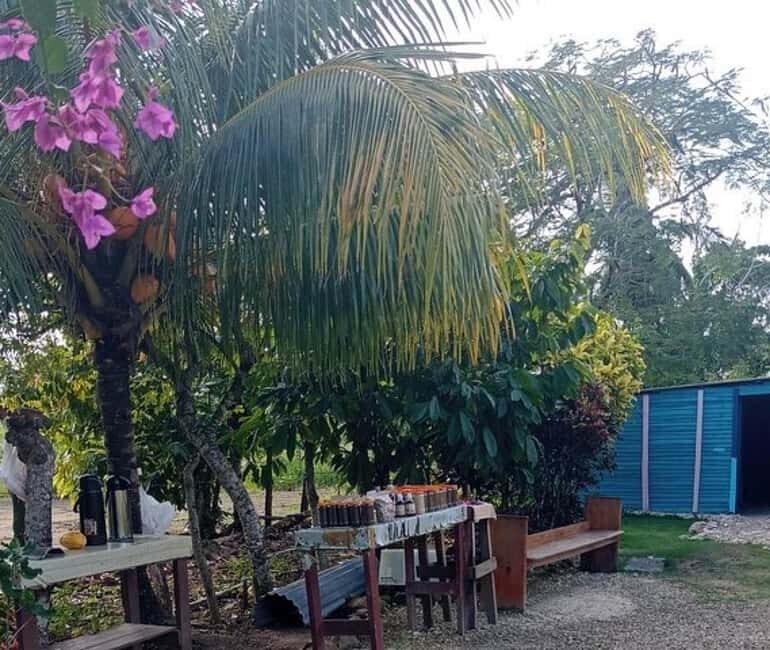 3-Hour Panoramic Tour of Punta Cana with Artisan Market - The Experience: What Travelers Say