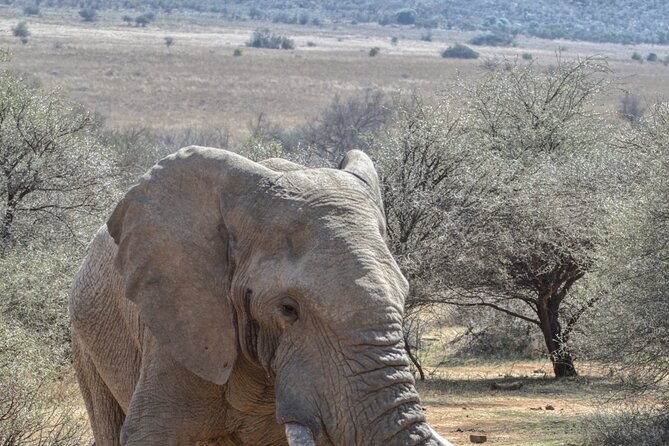 3 Hour Pilanesberg Afternoon Open Vehicle Safari Drive (Self Drive) - Benefits of an Open Vehicle Safari Drive