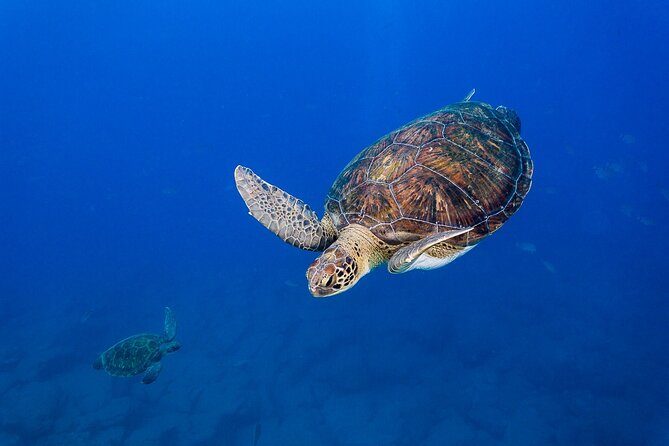 3-Hour Private Boat Tour in Tenerife With Tapas - What to Expect
